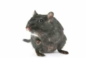 Knockdown Pest Control Sydney