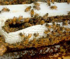 Knockdown Pest Control Sydney