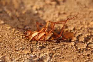 Knockdown Pest Control Sydney