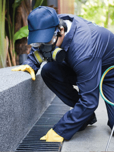 Knockdown Pest Control Sydney