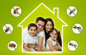 Knockdown Pest Control Sydney