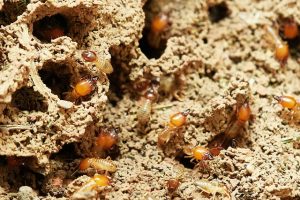 Knockdown Pest Control Sydney