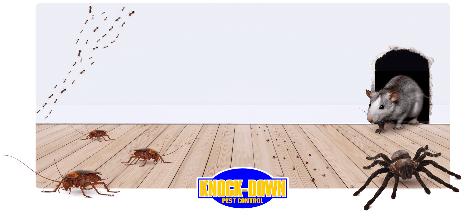 Knockdown Pest Control Sydney