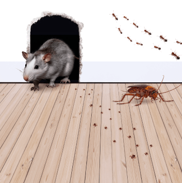 Knockdown Pest Control Sydney