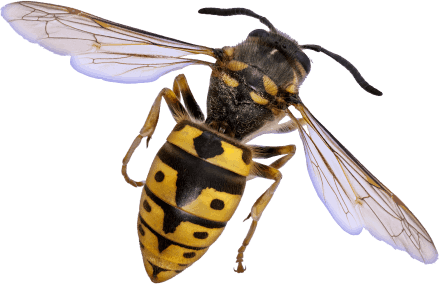 European Wasps Pest Control Sydney