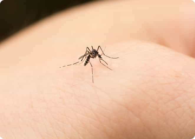 Mosquito Infestation Control Sydney