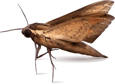 Pantry Moth Infestation Sydney