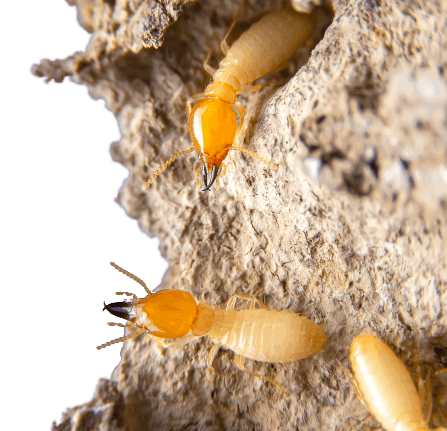 Pre Purchase Pest Control Sydney Pre Purchase Pest Control Sydney